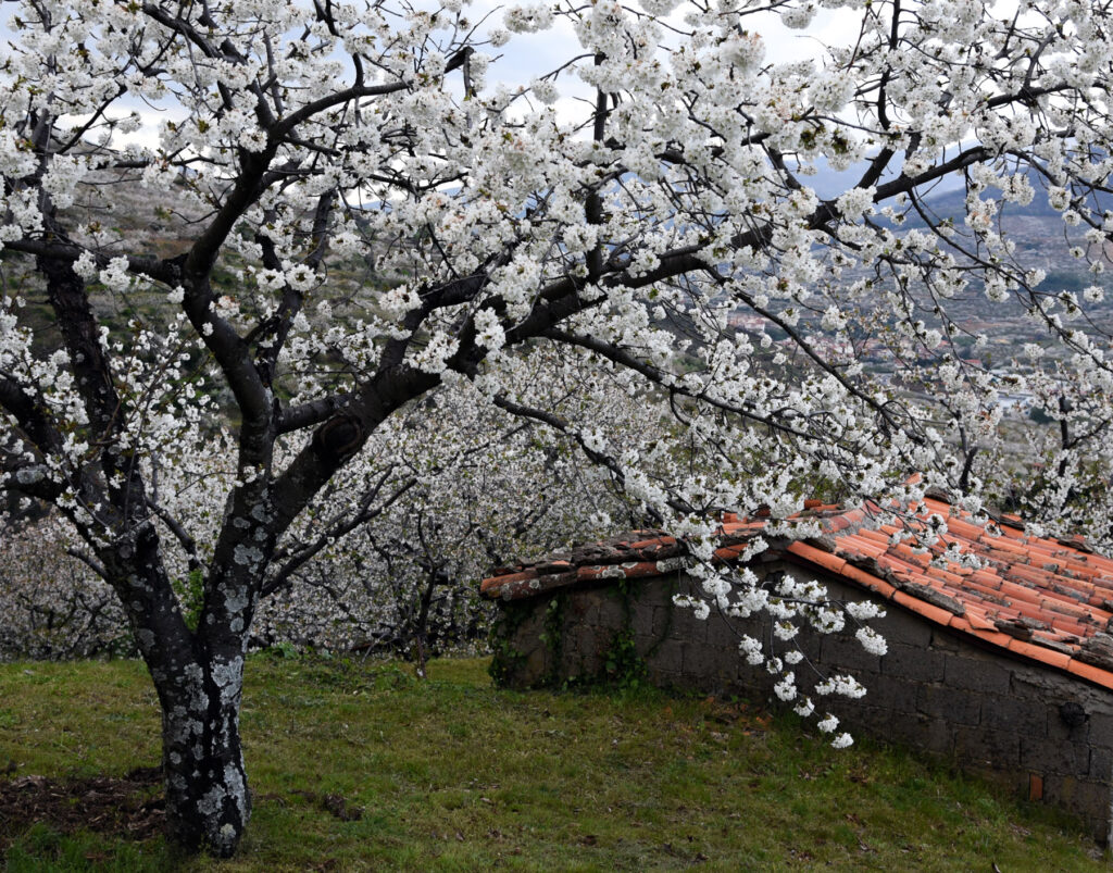 Cerezos en flor, Valle del Jerte, Spain