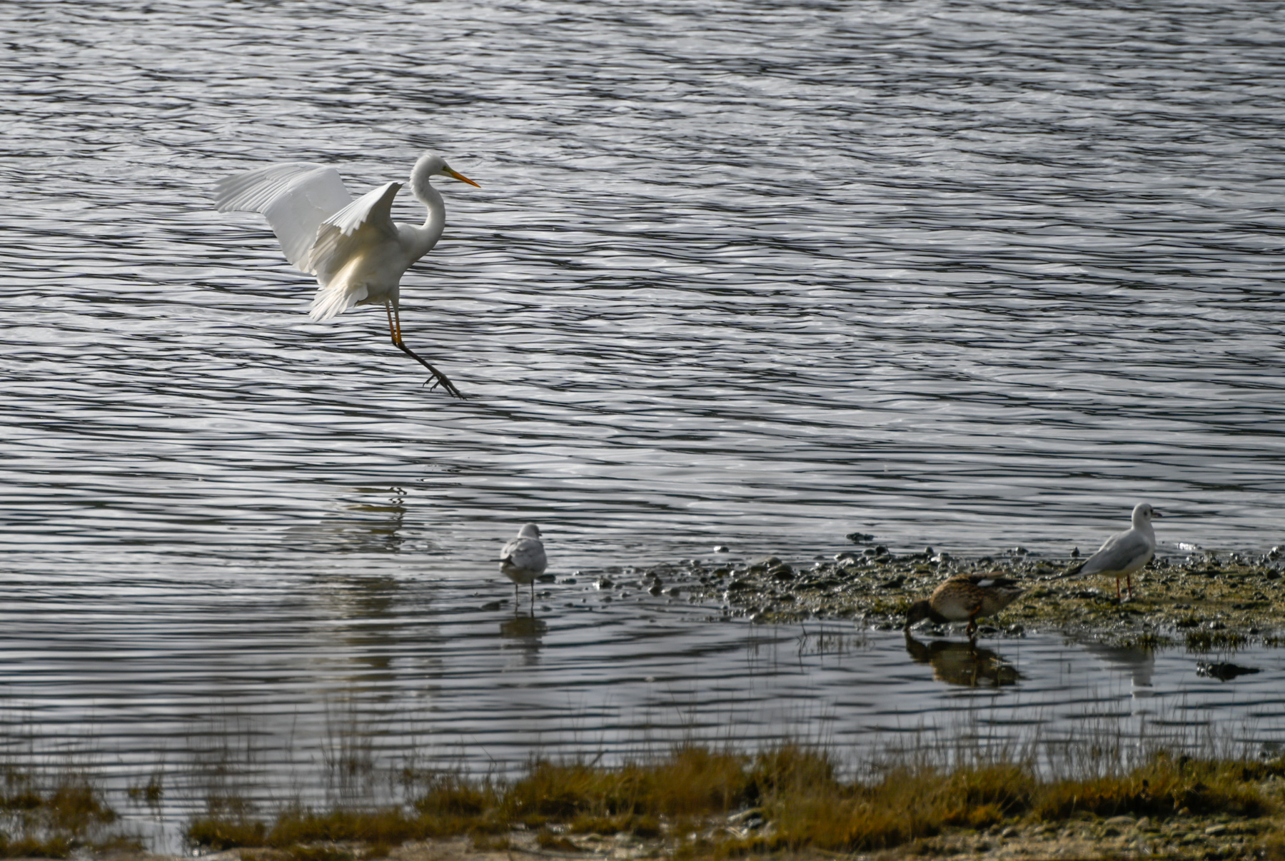 Garceta (Egret), San Agustín de Guadalix, Spain