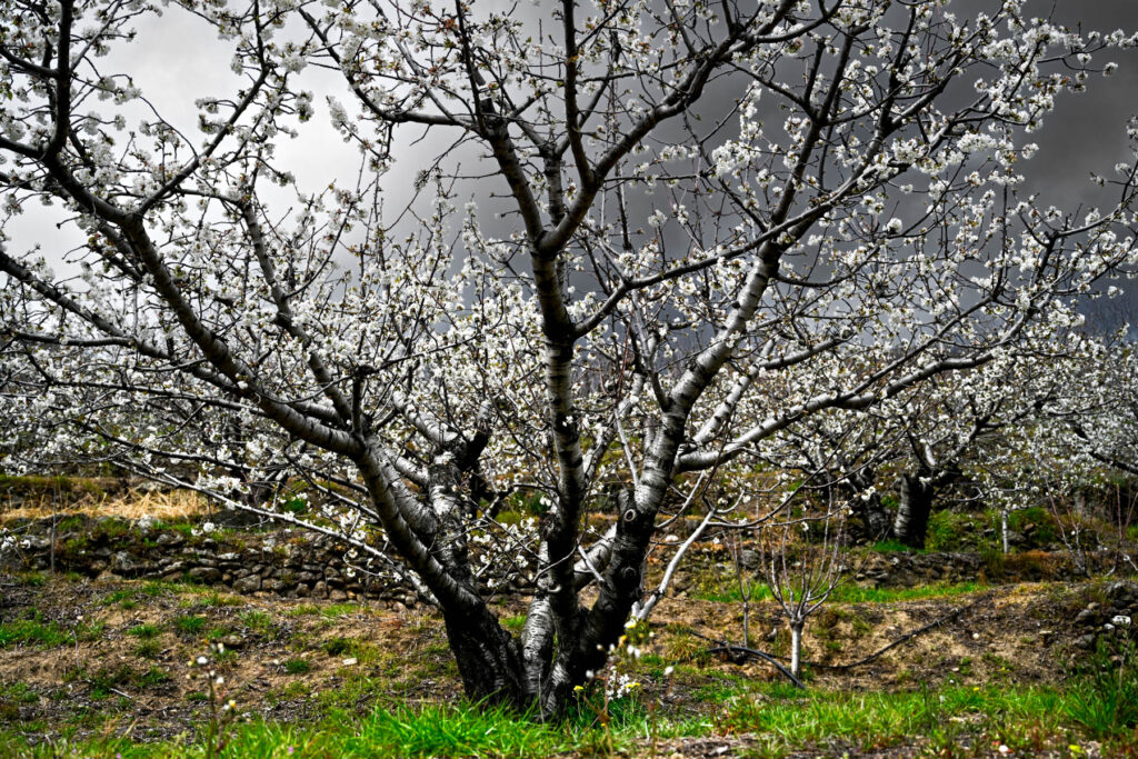 Cerezos en flor, Valle del Jerte, Spain