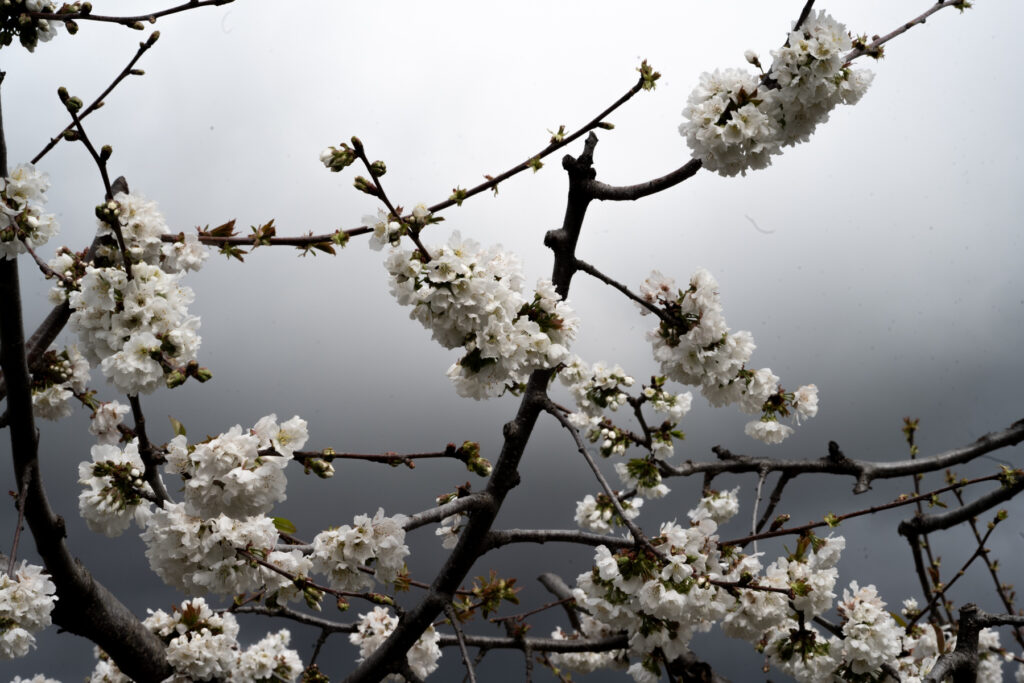 Cerezos en flor, Valle del Jerte, Spain